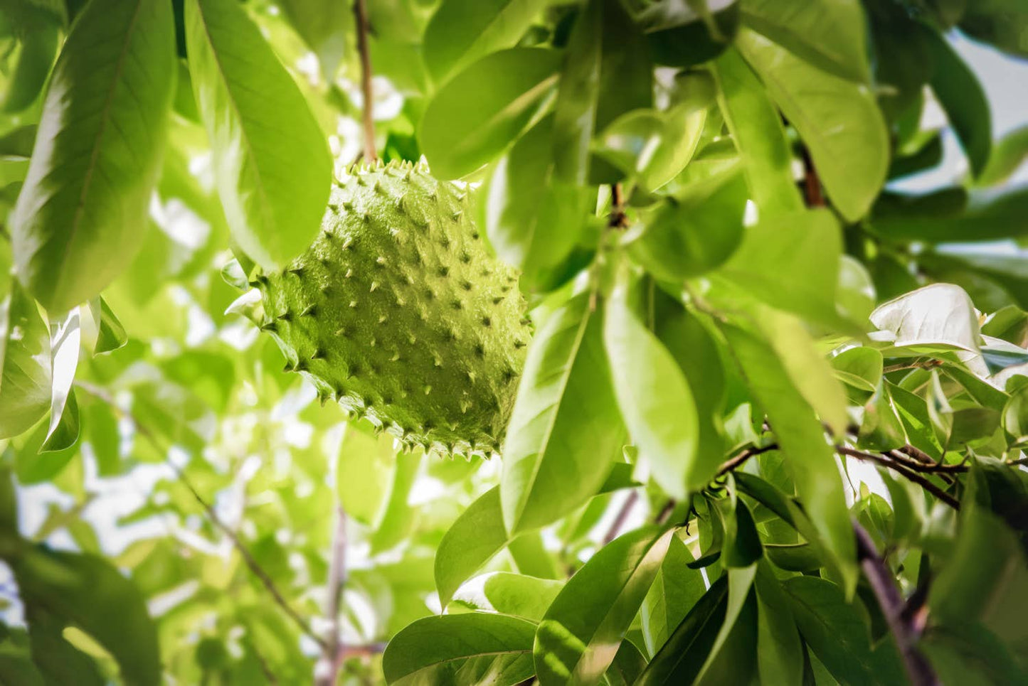 Daydream Organics | Prairie Doctor Brand - Graviola (Soursop) Herbal Tincture