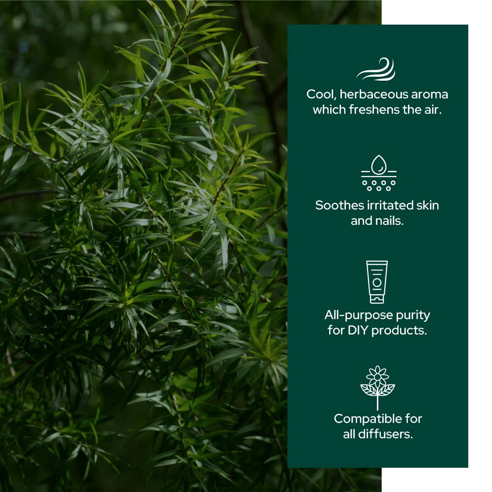 Plant of Life - Tea Tree Oil for Aromatherapy, Skincare and Haircare
