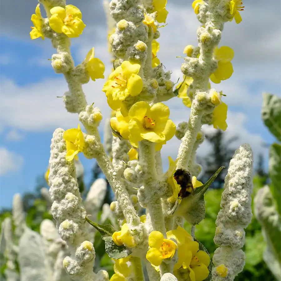Daydream Organics | Prairie Doctor Brand - Mullein Leaf Herbal Tincture
