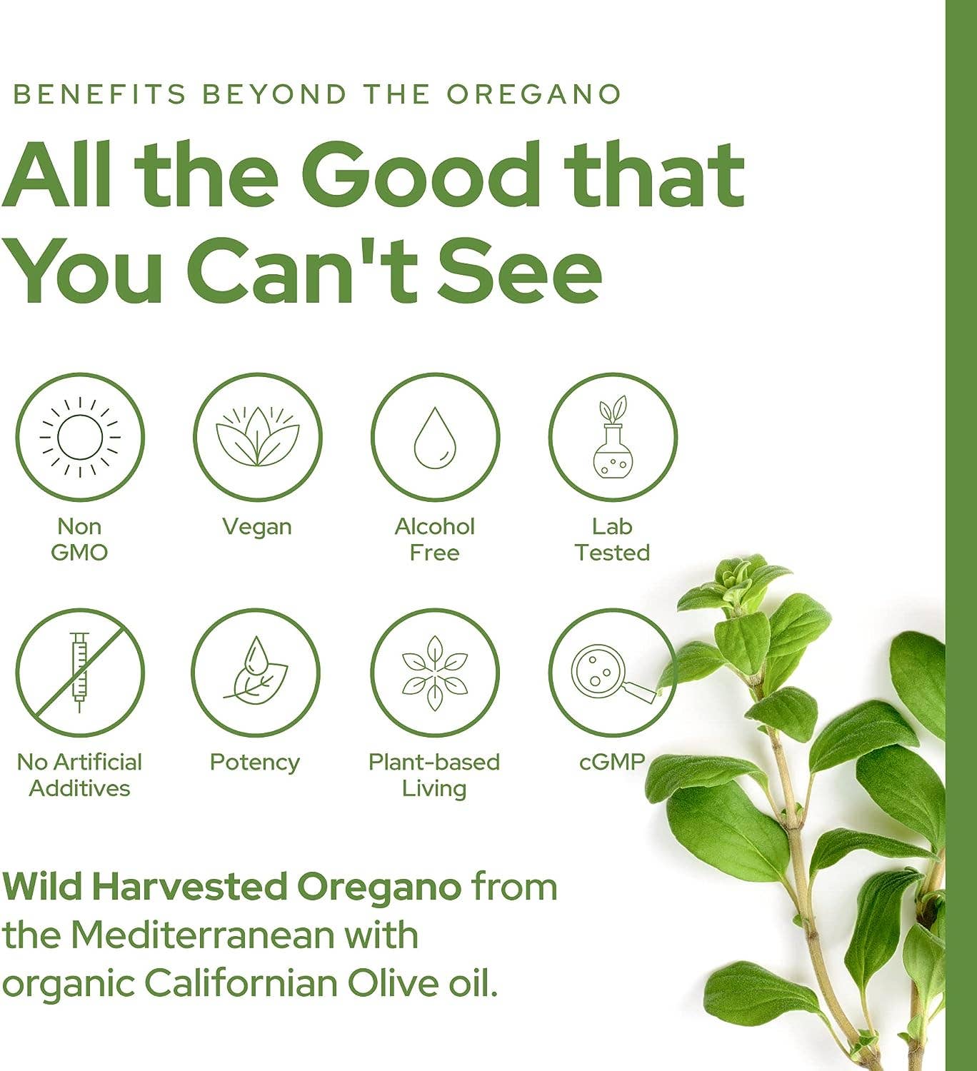 Plant of Life - Plant of Life Wild Oregano Oil - 6 Months Supply - 30ml, 1oz