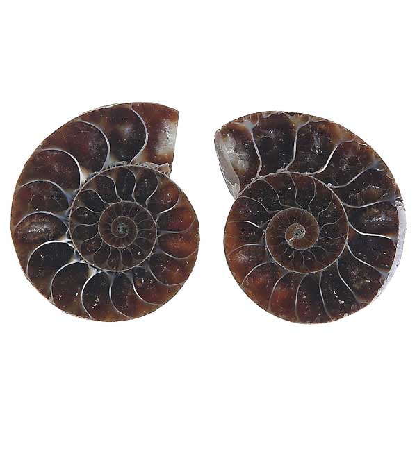 Fossil Ammonite Pair
