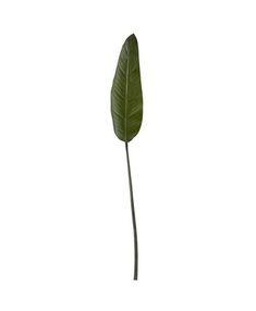 Bird of Paradise Leaf Stem