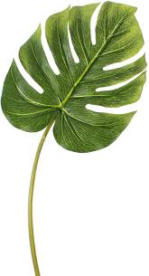 Monstera Leaf
