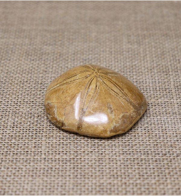 Fossil Sand Dollar