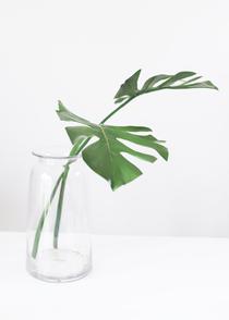 Monstera Leaf