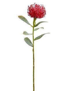 Pin Cushion Protea