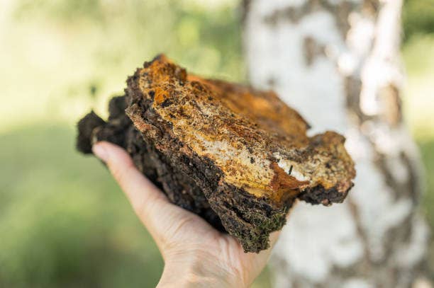 Daydream Organics | Prairie Doctor Brand - Chaga Mushroom Tincture (Double Extracted)