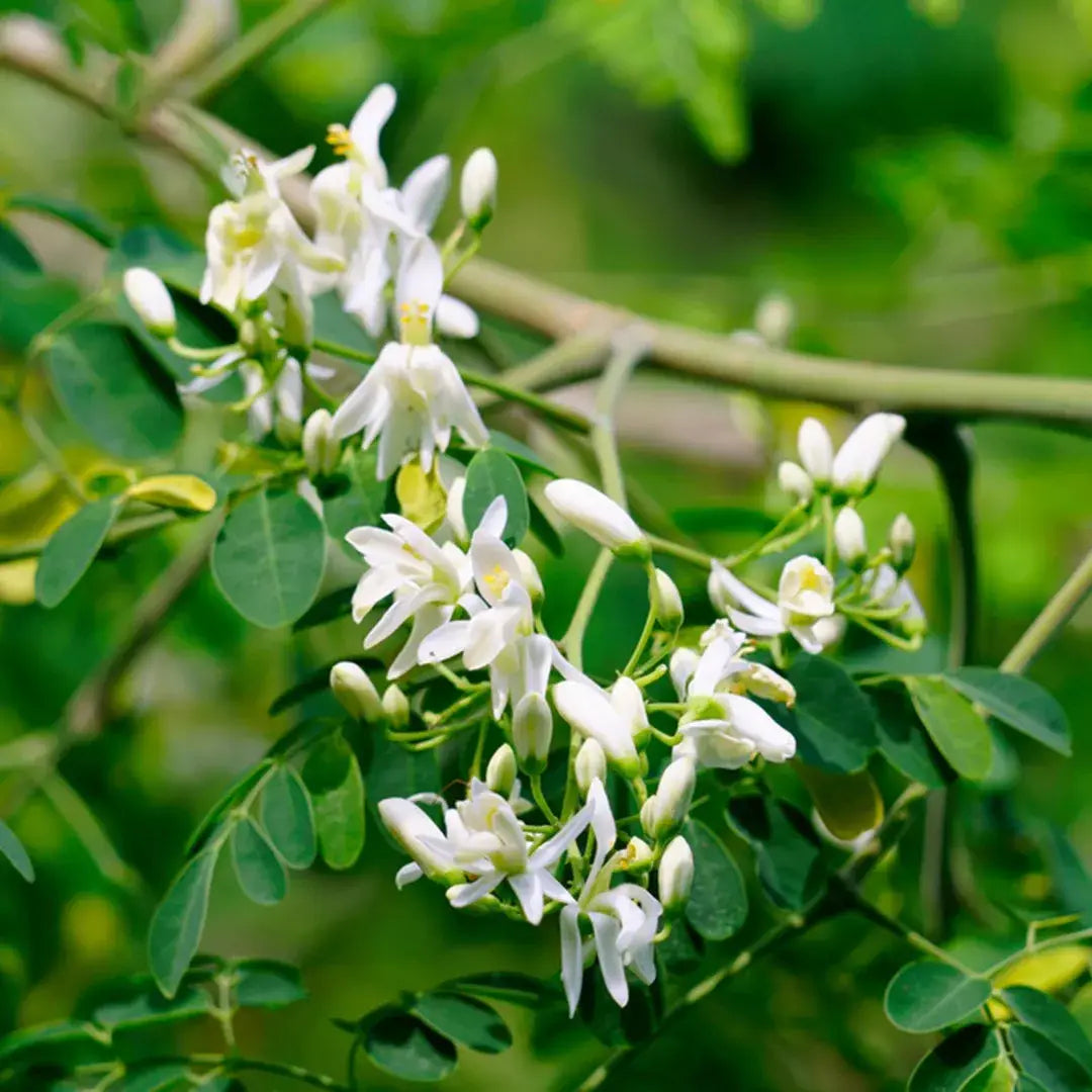 Daydream Organics | Prairie Doctor Brand - Moringa Herbal Tincture