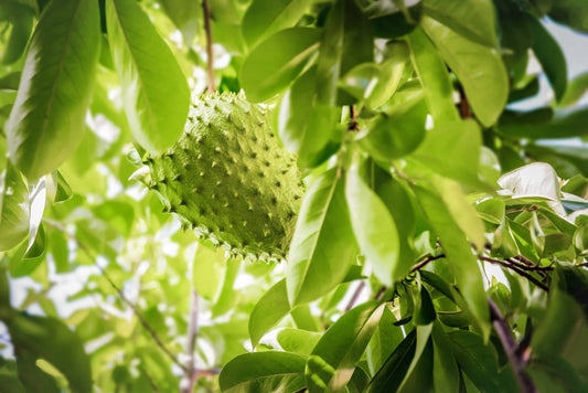 Daydream Organics | Prairie Doctor Brand - Graviola (Soursop) Herbal Tincture