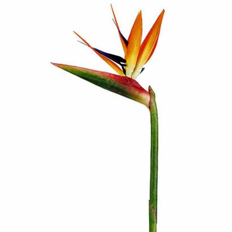 Bird of paradise