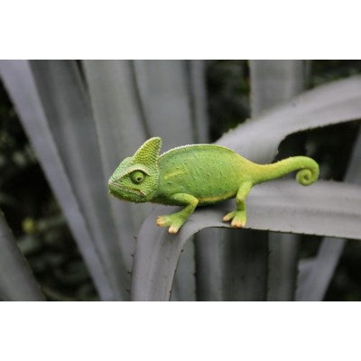 CHAMELEON