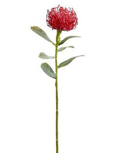 Pin Cushion Protea